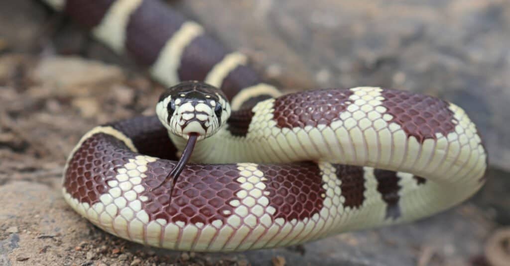 Kingsnake vs Rattlesnake - California Kingsnake (Lampropeltis californiae) Fase colore fasciata