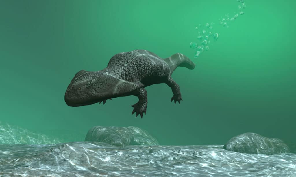 Diplocaulo