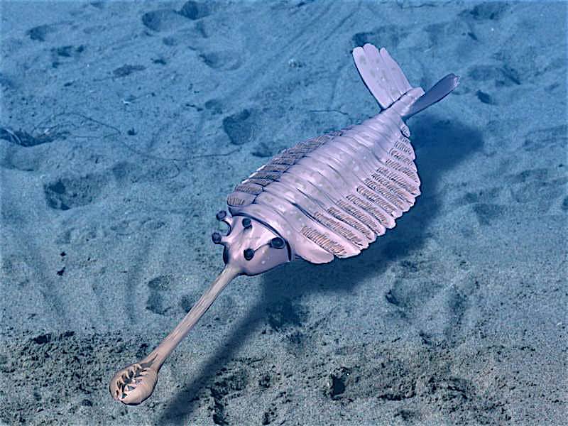 Immagine animata di oabinia