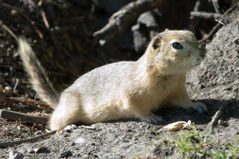 Gopher davanti al suo tunnel
