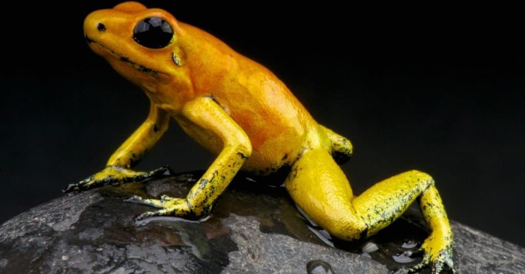 La piccola rana dorata con dardo avvelenato sferra un pugno mortale.