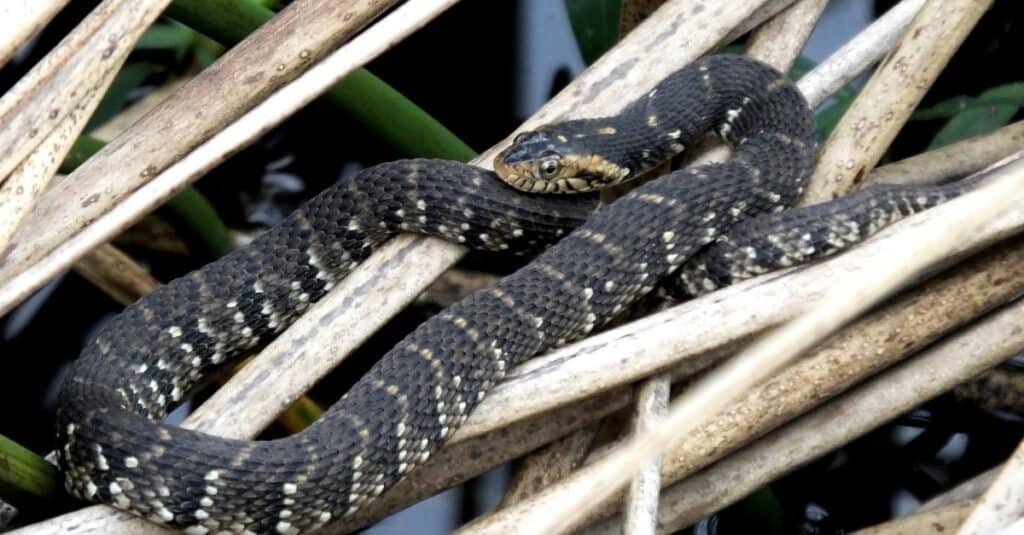 Serpenti a sonagli in Louisiana