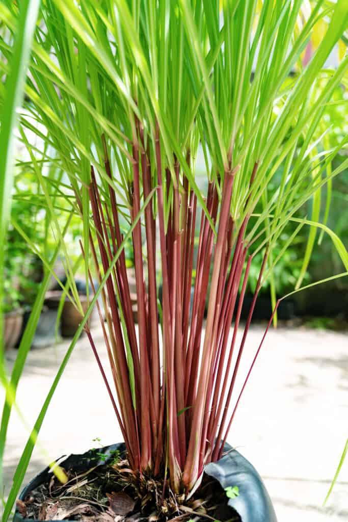 Cymbopogon nardus