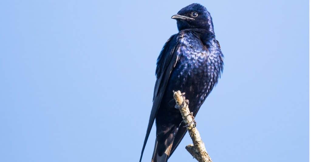 Uccelli che mangiano le api: Purple Martin