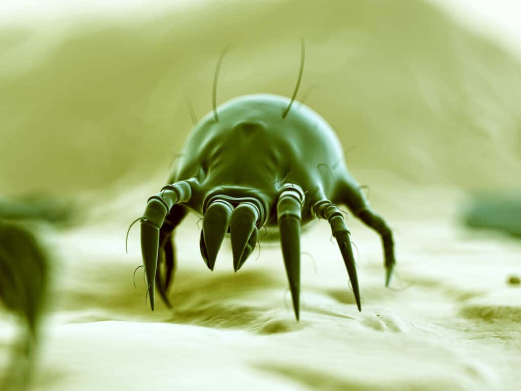 acari della polvere
