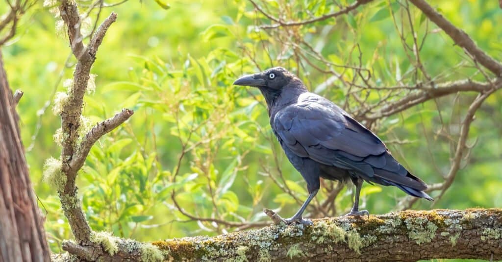 I corvi più grandi sono i corvi della foresta