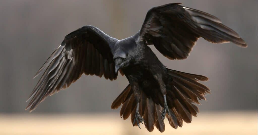 corvo in volo