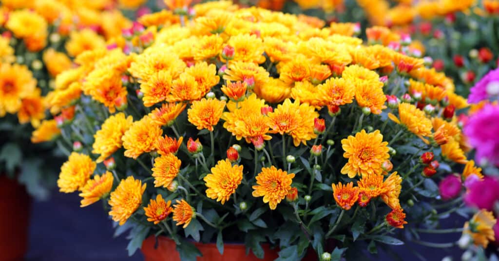 Fiori da piantare in ottobre