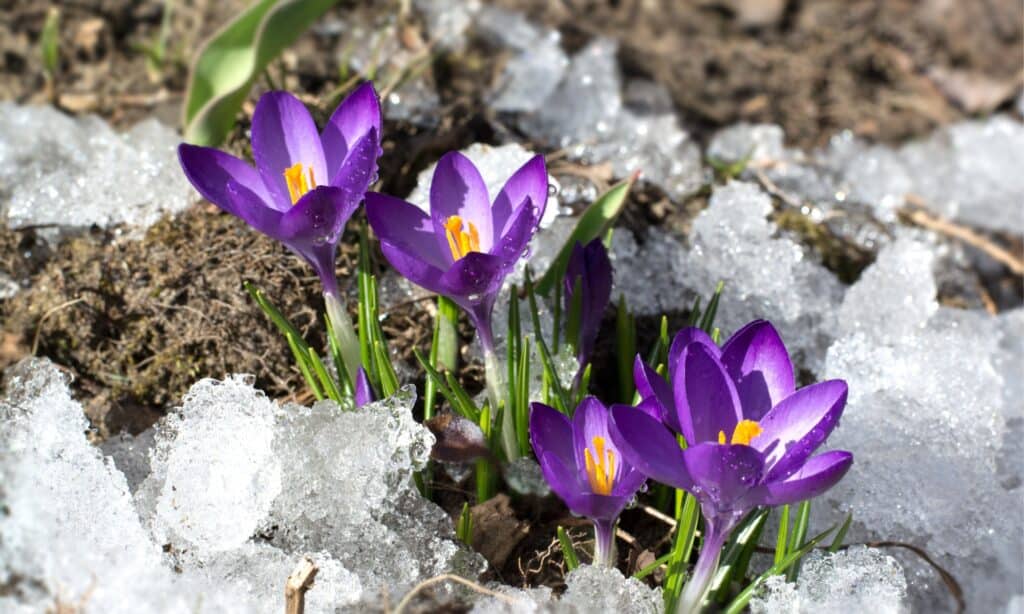 fiore di croco che fiorisce nella neve