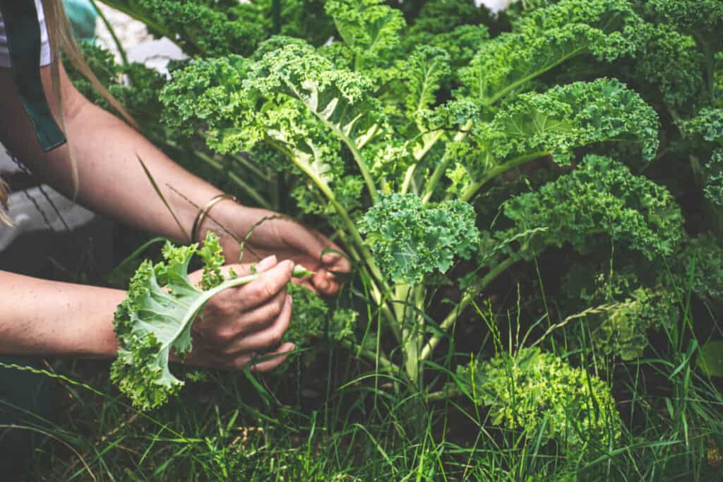 giardiniere che maneggia una pianta di cavolo