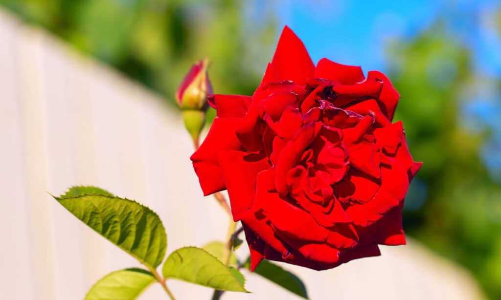 Fiammata Rosa