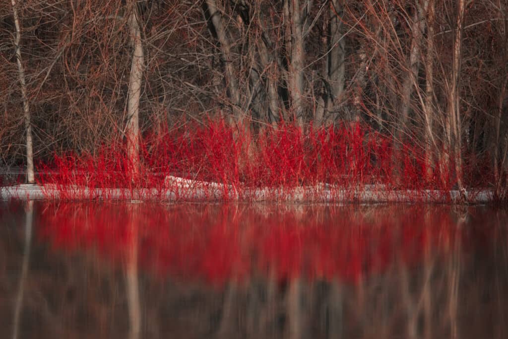 Corniolo di ramoscello rosso