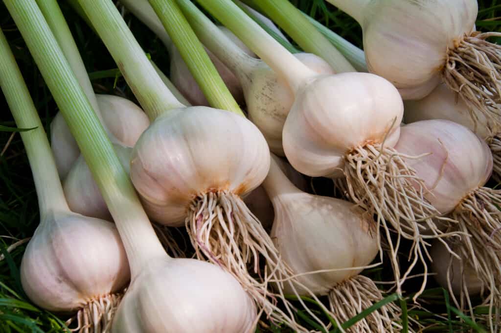 teste d'aglio