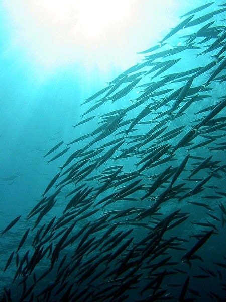 Il giovane Barracuda dalla coda gialla si trova al largo di Dahab, in Egitto