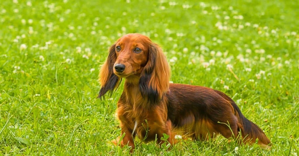 Cucciolo di bassotto in un campo di fiori