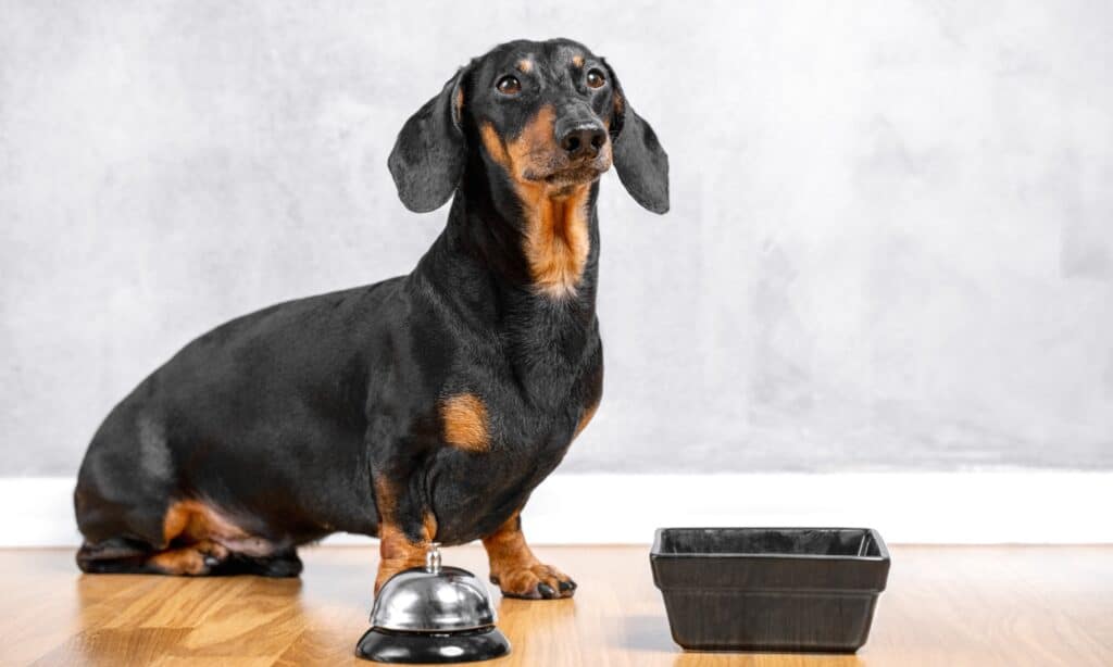 Cibo per cani per bassotti