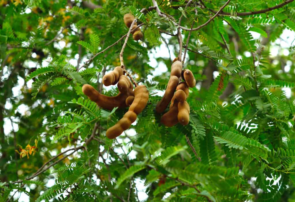 Albero di tamarindo
