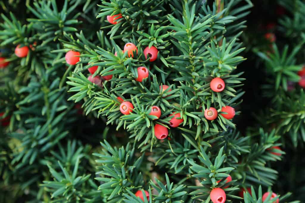 Albero di tasso