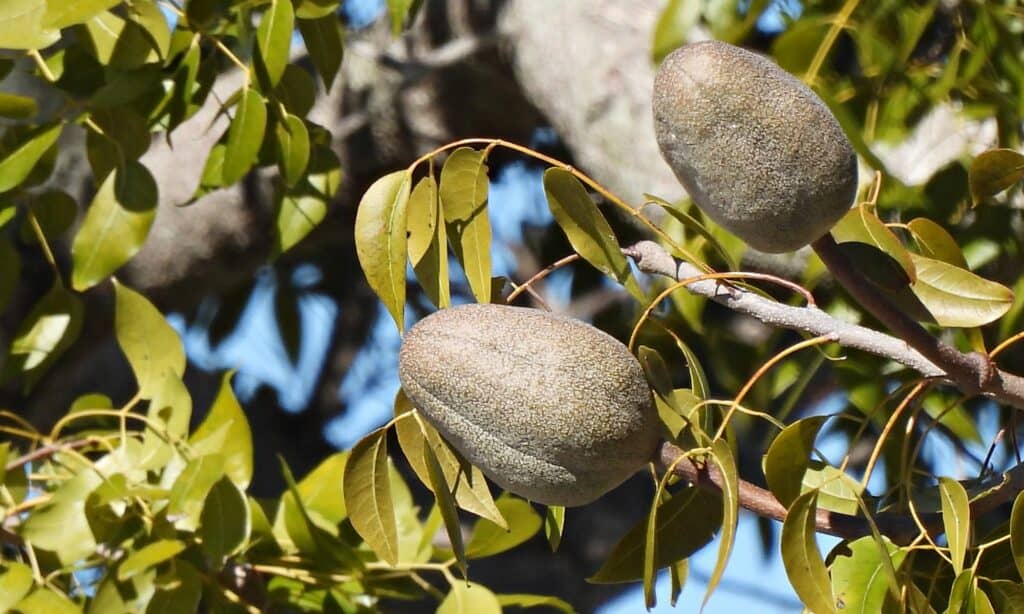 frutti dell'albero di mogano