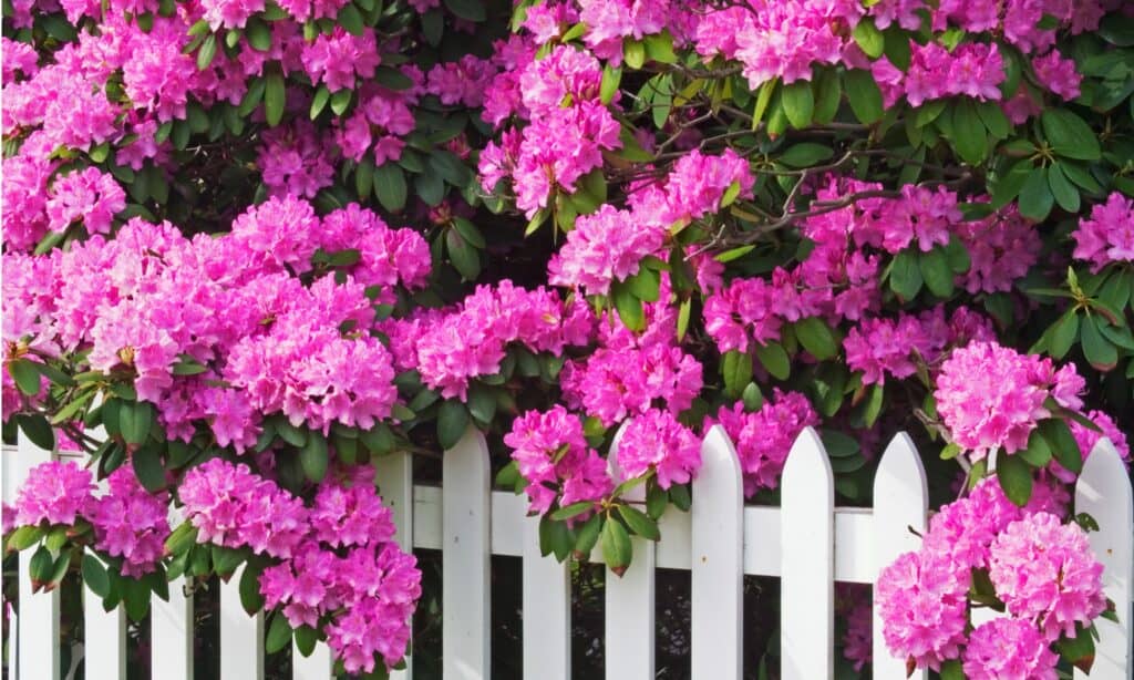 rododendri e recinto