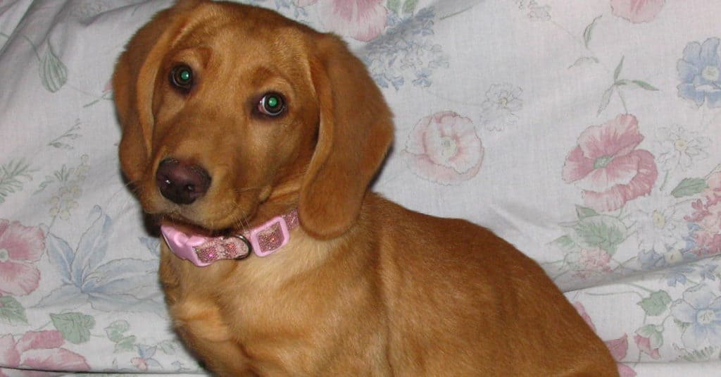Cucciolo di Bassador seduto sul letto