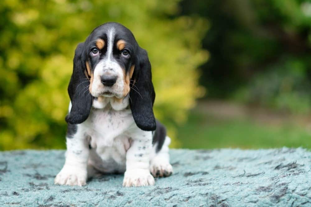 Cucciolo di Basset Hound con gli occhi tristi