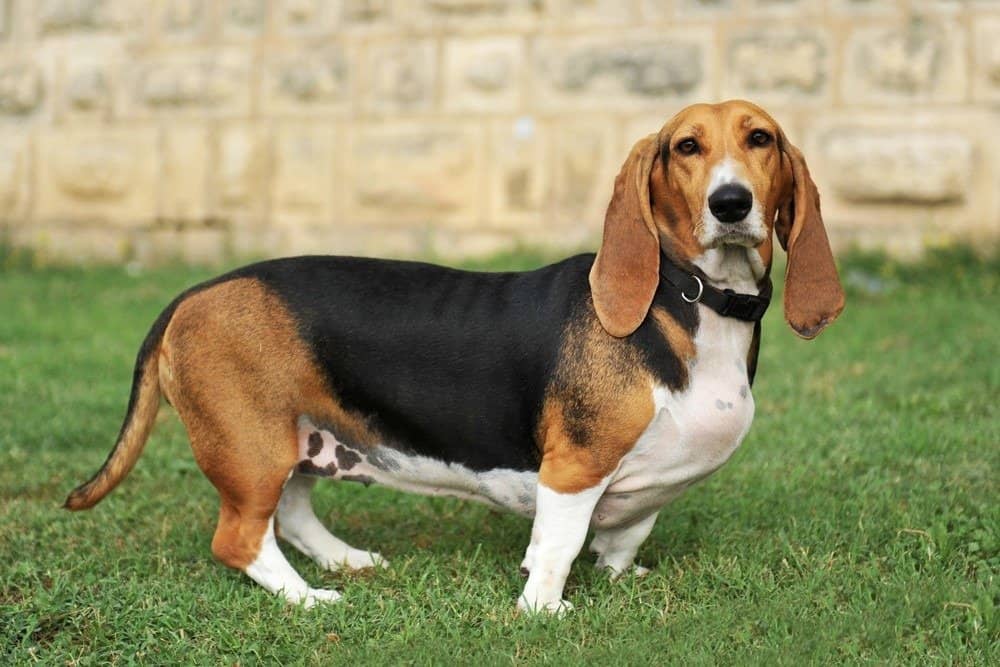 Bassotto contro Bloodhound