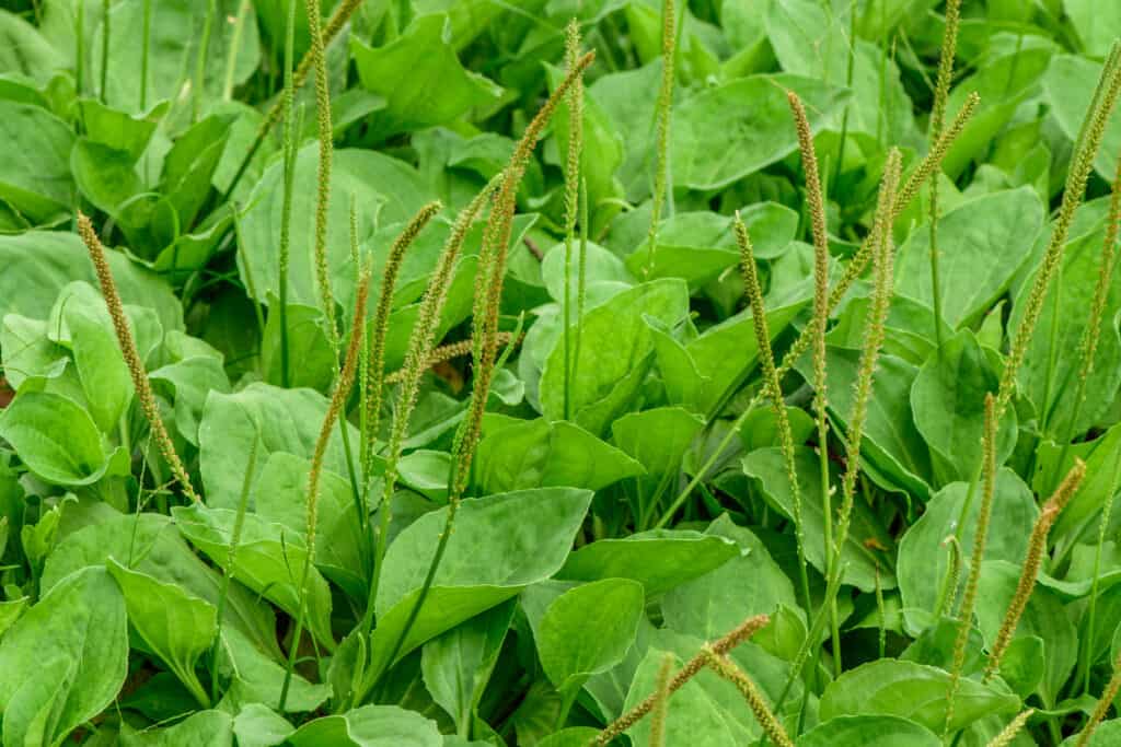 Plantago Maggiore