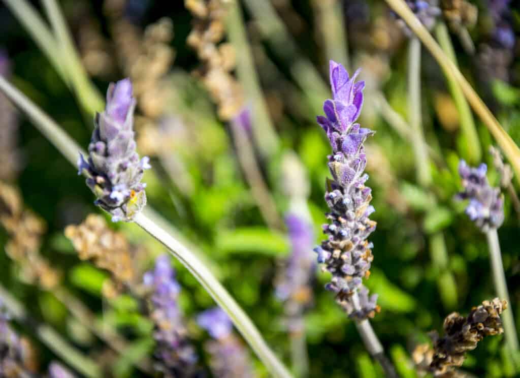 lavanda francese