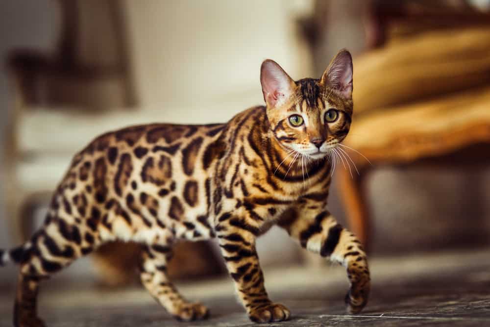 Il gatto del Bengala come un leopardo si intrufola