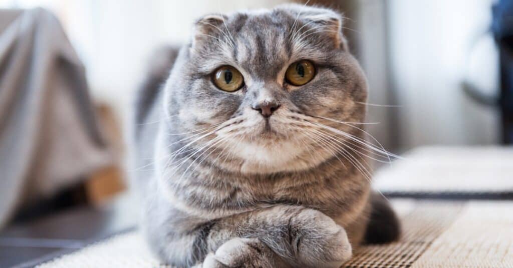 Scottish fold seduto con le zampe incrociate