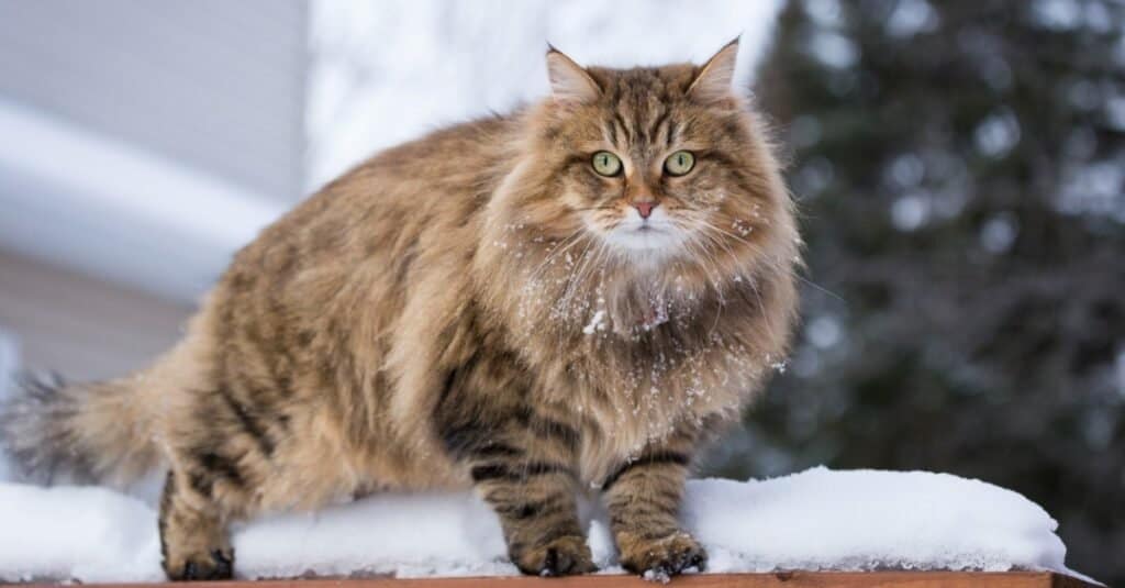 Gatti più alti - Gatto siberiano