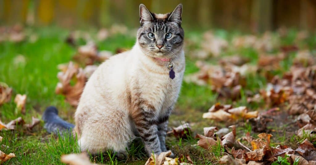 Gatti siamesi - Lynx Point Gatto siamese