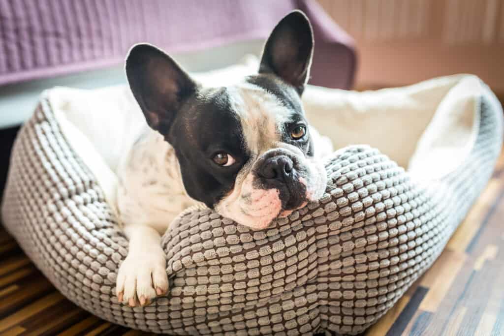 testa di cane sul letto