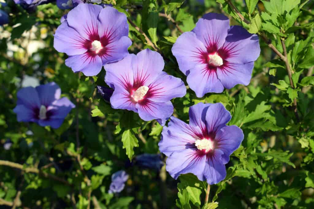 Rosa di Sharon o Hardy Hibiscus