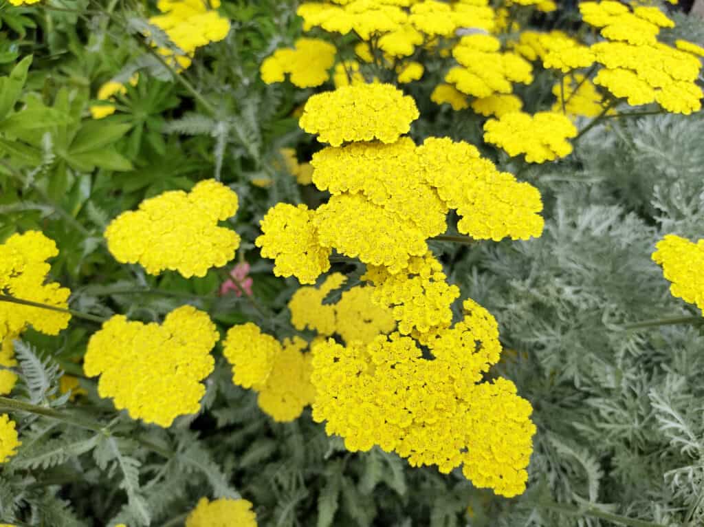 Achillea Achillea 'chiaro di luna'