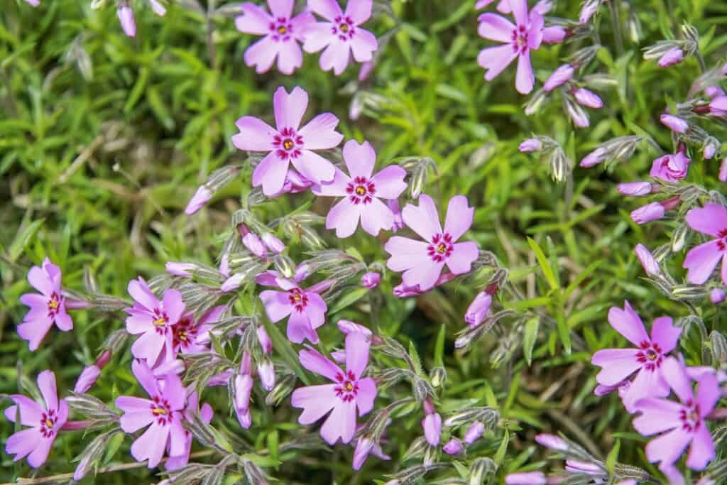 Fiori di flox