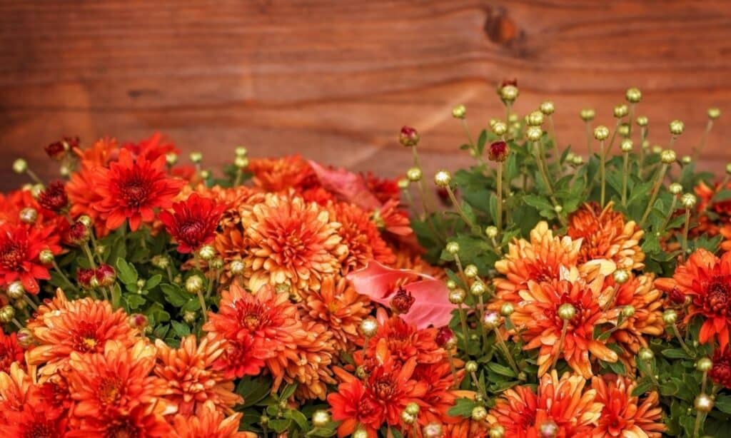 Fiori da piantare a novembre