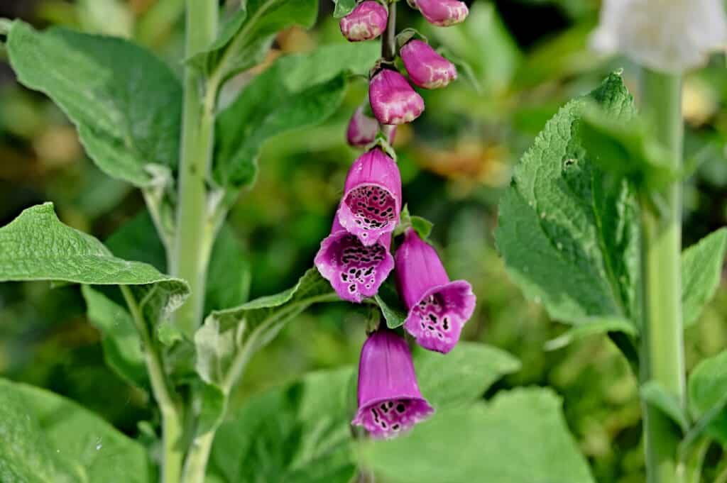 Fiori da piantare a novembre