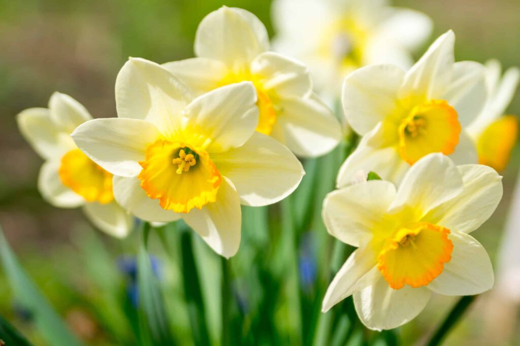 narcisi da vicino