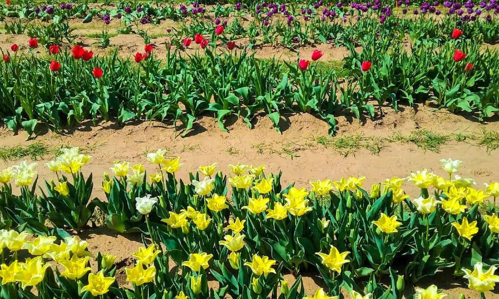 Fattoria dei tulipani Texas