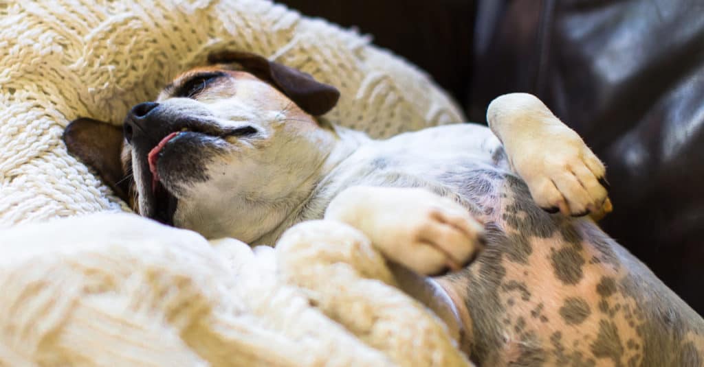 Un cucciolo di Beabull addormentato