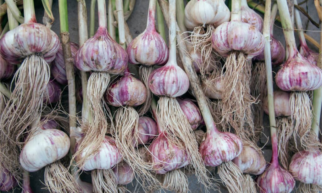 Verdure da piantare a novembre