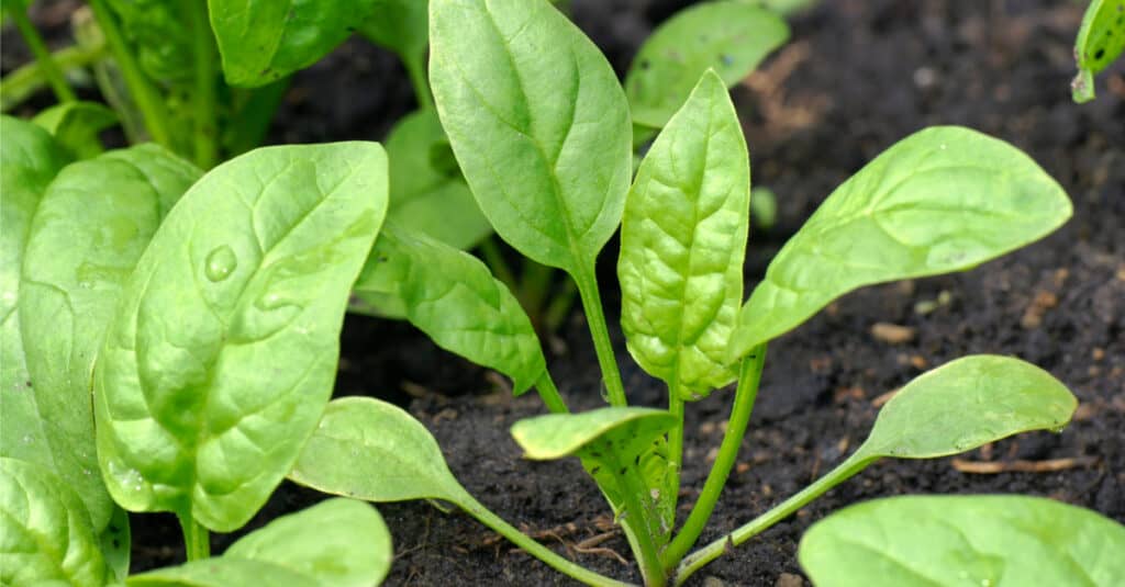 due piante di spinaci baby verdi che crescono nel terreno marrone.  Quello al centro del telaio ha sei foglie.;  l'unica cornice in basso a sinistra ha tre foglie visibili.  Il terreno marrone scuro fa da sfondo. 