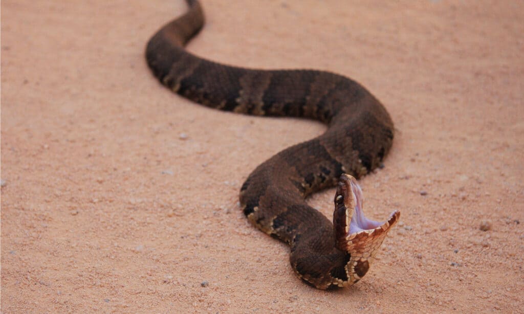 Serpente mocassino