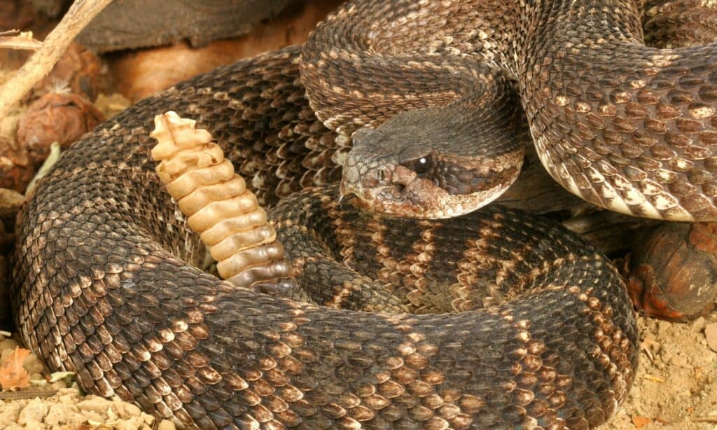 Serpente a sonagli del Pacifico meridionale (Crotalus viridis helleri)