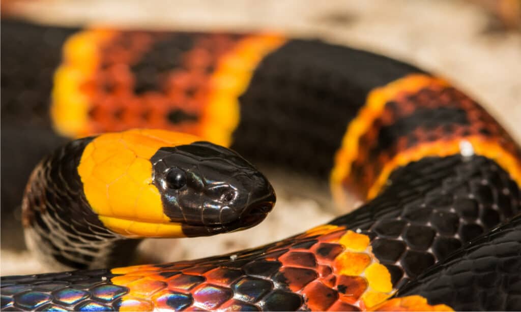 Le zanne del serpente corallo orientale sono piccole e non si ripiegano nella sua bocca quando la bocca è chiusa.