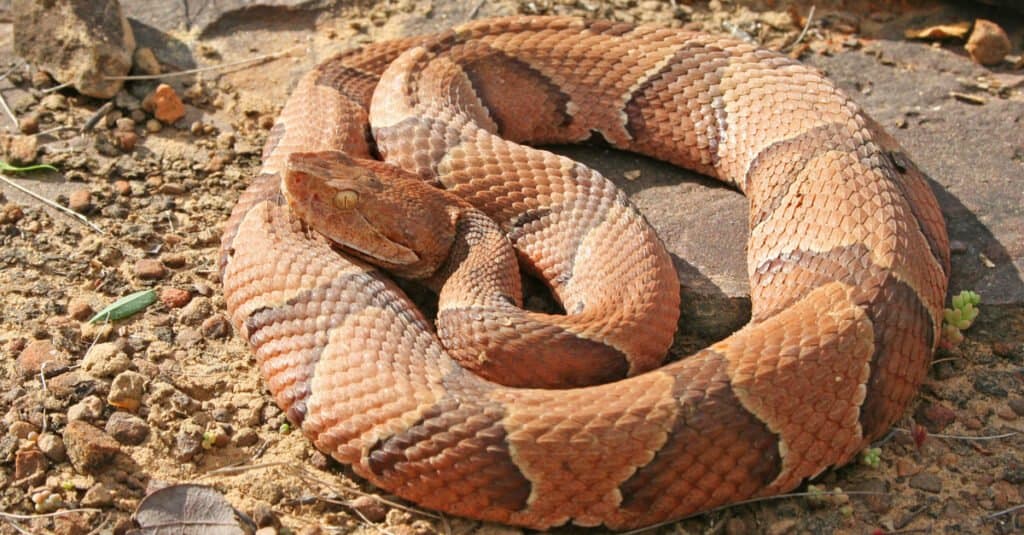 Le squame del Copperhead sono carenate e i loro occhi hanno pupille verticali che li fanno assomigliare agli occhi di un gatto.