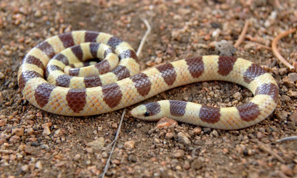 Serpente Shovelnose (Chionactis occipitalis)