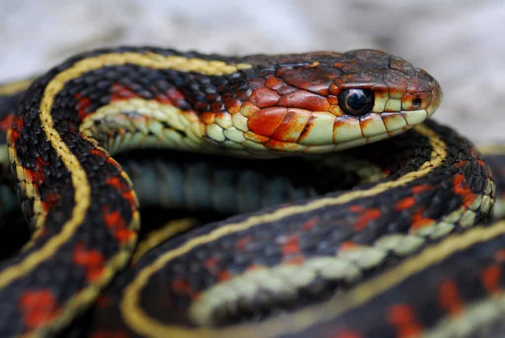 Serpente velenoso vs non velenoso